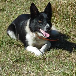 Stella - Border Collie