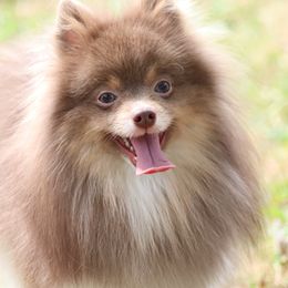 Kovi - Lavender Pomeranian puppy in Perry County, Ohio from Speechless Pom’s