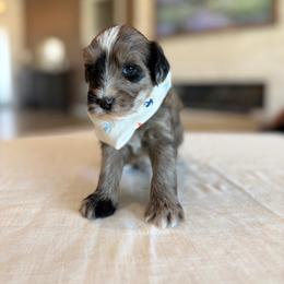 Gucci - Blue merle male Aussiedoodle puppy in Queen Creek, Arizona from Sunny Doodles