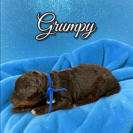 Grumpy - Phantom male Poodle puppy in Pink Hill, North Carolina from Boodle's Standard Poodles