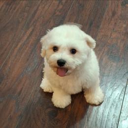 Stumpy - White male Bichon Frise puppy in Wesley Chapel, Florida from Adorable Bichon