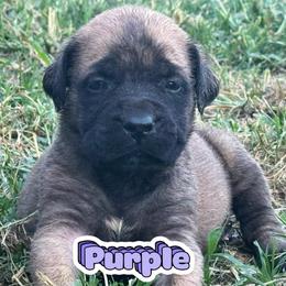 Reina - Fawn female Mastiff puppy in Carthage, Missouri from Mama’s Mastiffs