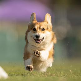 Pembroke Welsh Corgis from Rachael Singletary