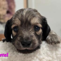 Petal - Cream female Dachshund puppy in Nine Mile Falls, Washington from River Run Doxies