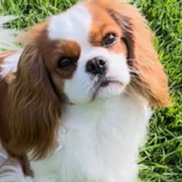 Tinker - Cavalier King Charles Spaniel