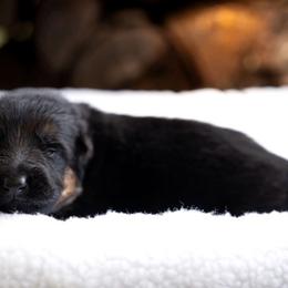 Eddi - Black and red male German Shepherd puppy in Youngsville, North Carolina from Di casa Esperanza