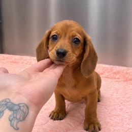 GIRL 3 CKC DAPPLE EARS - Red female Dachshund puppy in Nacogdoches, Texas from S7 Dachsunds