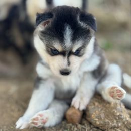 Birch - Black and white male Pomsky puppy in Sturgis, Kentucky from Furever Pomskies