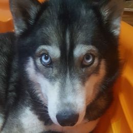 Nikki - Siberian Husky