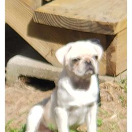 Max - Pug