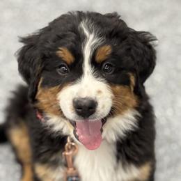 Bernedoodle and Bernese Mountain Dog Puppies from Berner Ridge Kennels