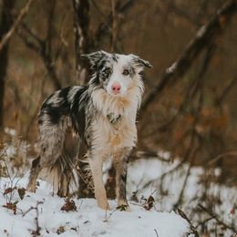 Border Collies from Southern Wind Farms