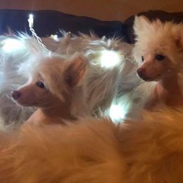 Chinese Crested All Grown Up from Piccadilly Pups