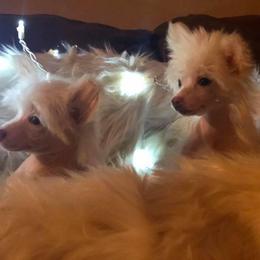 Chinese Crested All Grown Up from Piccadilly Pups