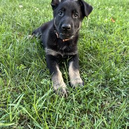 German Shepherd Puppies from Vermachtnis German Shepherds
