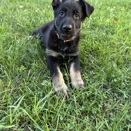 German Shepherd Puppies from Vermachtnis German Shepherds