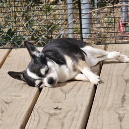 Macy - Chihuahua