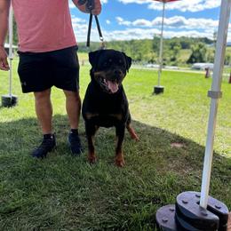Rottweiler puppies from Rottgang Rottweilers