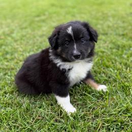 Milk Dud - Black tri male Miniature Australian Shepherd puppy in Baker, Florida from East to Western Aussies