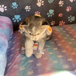 Siberian Husky Puppies from Canace Siberians