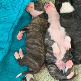 Whippet Puppies from Liberty Whippets