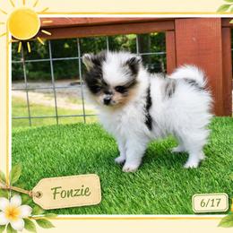 Fonzie- Black merle - Black parti male Pomeranian puppy in Cleveland, Georgia from Sourpatch Pomeranians