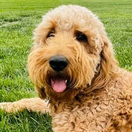 Sheepadoodles from Johnson's Doodles