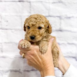 Spritz - Apricot male Goldendoodle puppy in Jackson, Tennessee from Doodlebug Farms