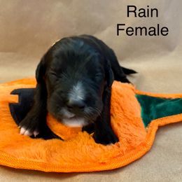 Bernedoodle, Goldendoodle, and Sheepadoodle Puppies from Dhalia’s Doodles