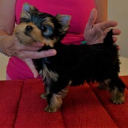 Yorkshire Terrier Puppies from Panache Yorkies