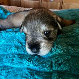 Goofy - Salt and pepper male Miniature Schnauzer puppy in Elk Grove, California from Meuser's Miniature Schnauzers