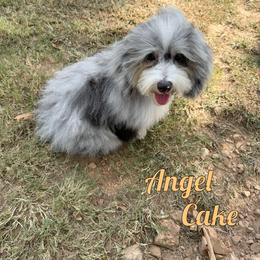 Angle Cake - Blue merle male Bernedoodle puppy in Mount Vernon, Missouri from PoodlelyDoodlely