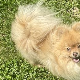Dachshunds and Pomeranians from Whispering Pine Dachshunds & Pomeranians