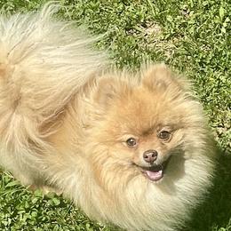 Dachshunds and Pomeranians from Whispering Pine Dachshunds & Pomeranians