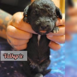 Bedlington Terrier Puppies from Dreamy Muse Bedlingtons