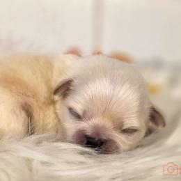 French Bulldog and Pekingese Puppies from SFLK