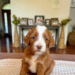 Girls of spring litter - Red  female Goldendoodle puppy in Ozark, Missouri from Halo Doodles
