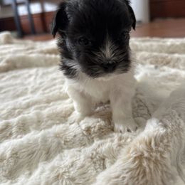 Star - Black and white female Coton de Tulear puppy in Vancouver, Washington from Uptown Cotons