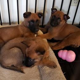 Belgian Malinois Puppies from Exogenic Arma Contra Malum K-9