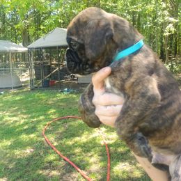 Boxer Puppies from SmashBox Kennel