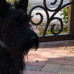 Scottish Terriers from Knights Scottish Terriers