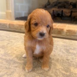 Boy 2 - Red  male Goldendoodle puppy in Meridian, Mississippi from Magnolia Poodles and Doodles