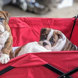 Bulldogs and French Bulldogs from Rohde's Road Dog Bullies