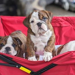 Bulldogs and French Bulldogs from Rohde's Road Dog Bullies