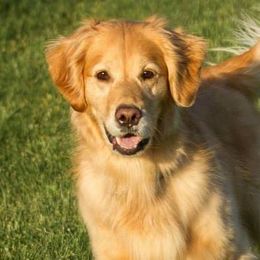 Golden Retrievers from Lori Copsey's Golden Retrievers
