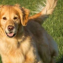 Golden Retrievers from Lori Copsey's Golden Retrievers
