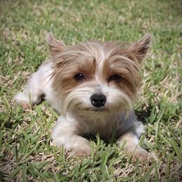 Oona - Yorkshire Terrier