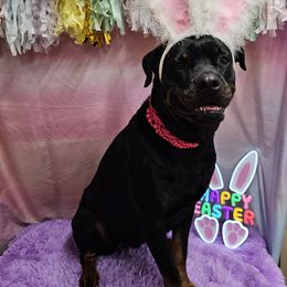 Tsuki - Rottweiler
