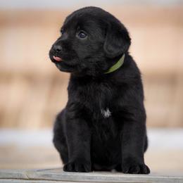 Clove - Black female Labrador Retriever puppy in Ridgecrest, California from Black Mountain Service Dogs