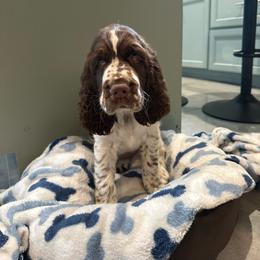 Electra - Liver white and tan female English Springer Spaniel puppy in Newport News, Virginia from Sara's English Springer Spaniels